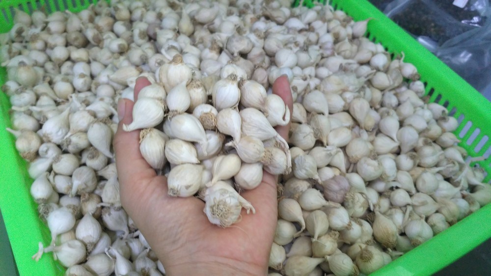 Tỏi c&ocirc; đơn Việt gi&aacute; cao gấp 10 lần h&agrave;ng Trung Quốc, Myanmar - Ảnh 3.