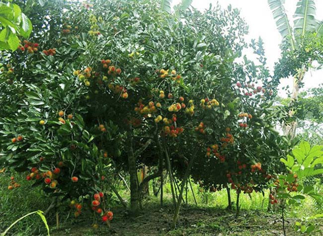 Đến Vĩnh Long để trở về tuổi thơ: Lội ruộng bắt c&aacute;, tr&egrave;o c&acirc;y h&aacute;i quả - Ảnh 1.