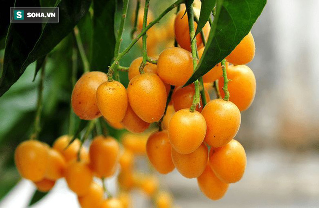Quất hồng b&igrave;: Vua tr&aacute;i c&acirc;y m&ugrave;a h&egrave; được săn l&ugrave;ng - Ảnh 1.