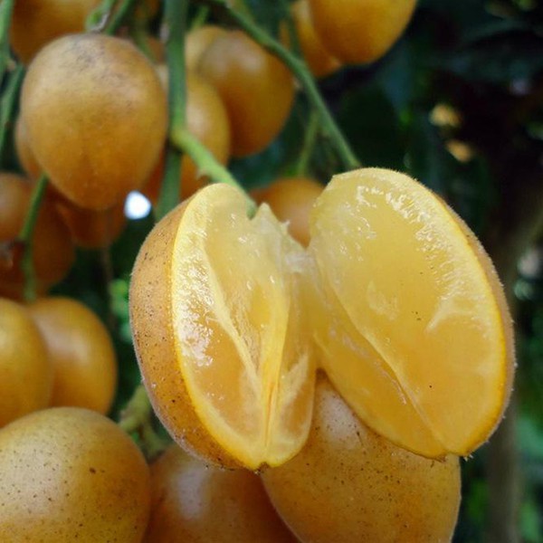 Quất hồng b&igrave;: Vua tr&aacute;i c&acirc;y m&ugrave;a h&egrave; được săn l&ugrave;ng - Ảnh 2.
