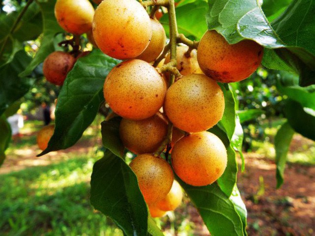 Quất hồng b&igrave;: Vua tr&aacute;i c&acirc;y m&ugrave;a h&egrave; được săn l&ugrave;ng - Ảnh 3.