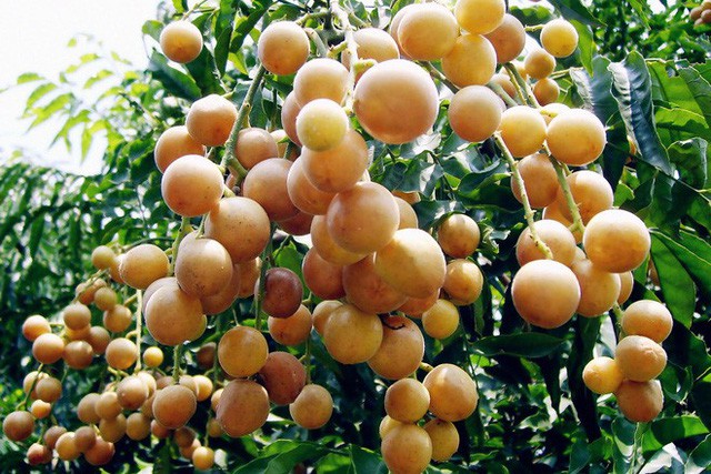 Quất hồng b&igrave;: Vua tr&aacute;i c&acirc;y m&ugrave;a h&egrave; được săn l&ugrave;ng - Ảnh 4.
