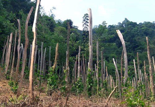 Tan hoang rừng ph&ograve;ng hộ ở L&acirc;m Đồng - Ảnh 2.