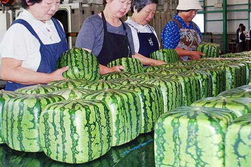 Dưa hấu vuông Nhật Bản xuất hiện ở Hà Nội: Giá chát 4,5 triệu đồng/quả - Ảnh 1.