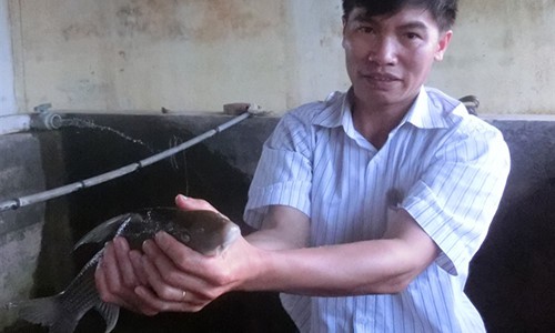 Bắc-anh vũ, Nam-chìa vôi đắt xắt ra miếng - Ảnh 3.