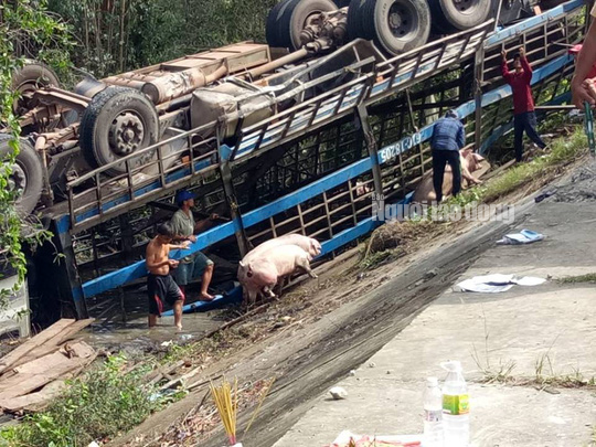 Xe tải lật ngửa, đàn heo chạy tán loạn ra đường