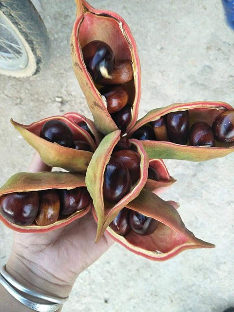 Đặc sản hạt mề g&agrave; rừng T&acirc;y Bắc vạn người m&ecirc; - Ảnh 1.