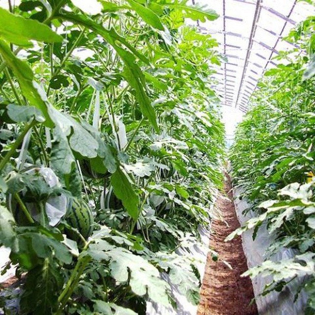 Dưa hấu Luna Piena đắt gấp 145 lần dưa hấu Việt vẫn đắt h&agrave;ng - Ảnh 5.