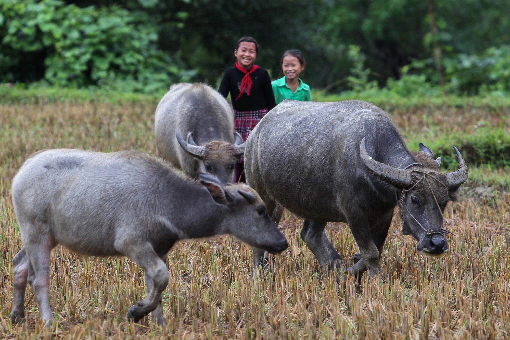Du lịch ở Hà Giang có gì hấp dẫn?