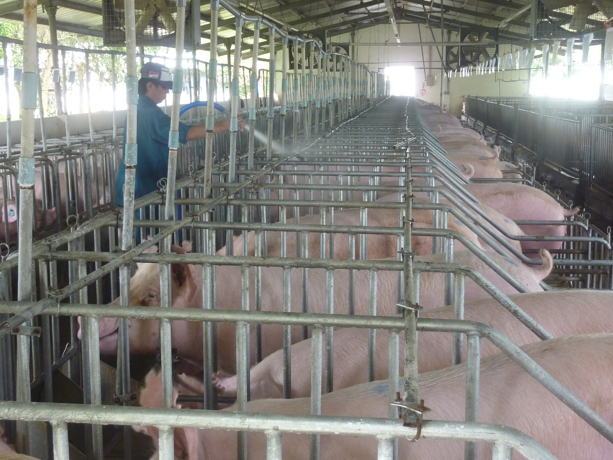 Thương l&aacute;i gom heo hơi vận chuyển ra Bắc ti&ecirc;u thụ - Ảnh 1.