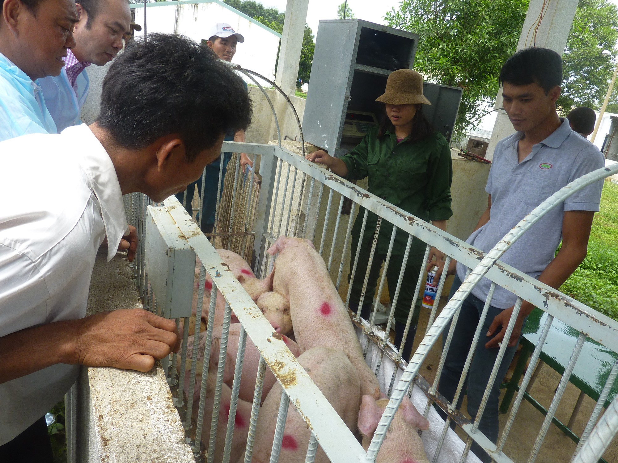 Thương lái gom heo hơi vận chuyển ra Bắc tiêu thụ