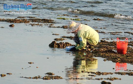 Chờ thủy triều rút đi săn con ăn béo ngậy