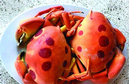 Nh&agrave; gi&agrave;u Việt săn l&ugrave;ng cua Mặt trăng qu&yacute; hiếm - Ảnh 1.