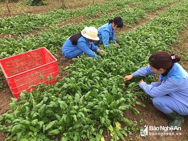 Nhật Bản sẵn sàng tiếp nhận thực tập sinh nông nghiệp Việt Nam
