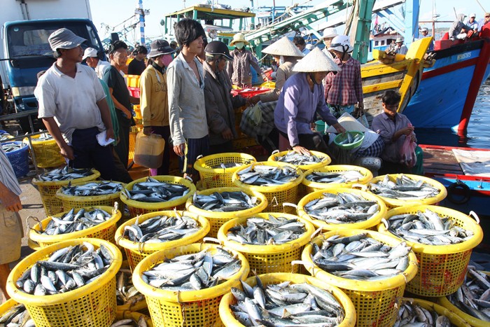 Ngư d&acirc;n Ninh Thuận với những chuyến biển đầy ắp c&aacute; - Ảnh 2.