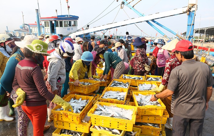 Ngư d&acirc;n Ninh Thuận với những chuyến biển đầy ắp c&aacute; - Ảnh 3.