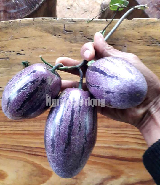 Kỹ sư trẻ trồng thành công dưa pepino tím độc nhất Việt Nam - Ảnh 6.