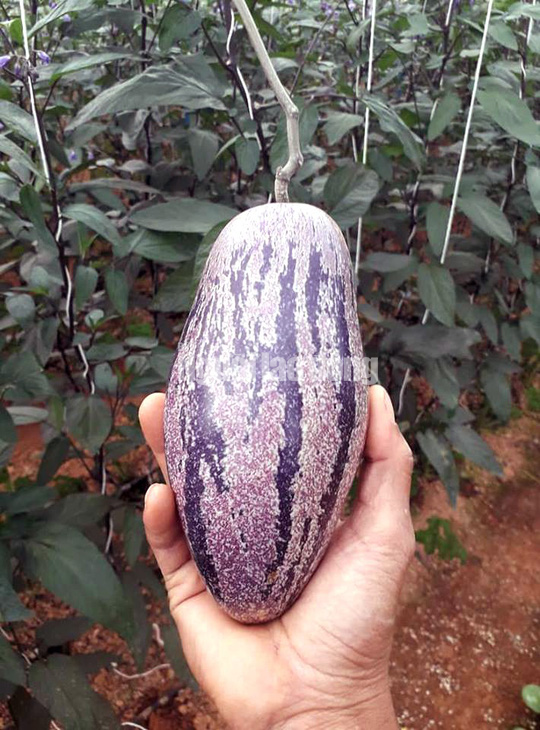 Kỹ sư trẻ trồng thành công dưa pepino tím độc nhất Việt Nam - Ảnh 5.