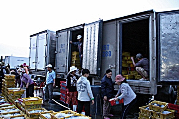 Ngư d&acirc;n Ninh Thuận với những chuyến biển đầy ắp c&aacute; - Ảnh 6.