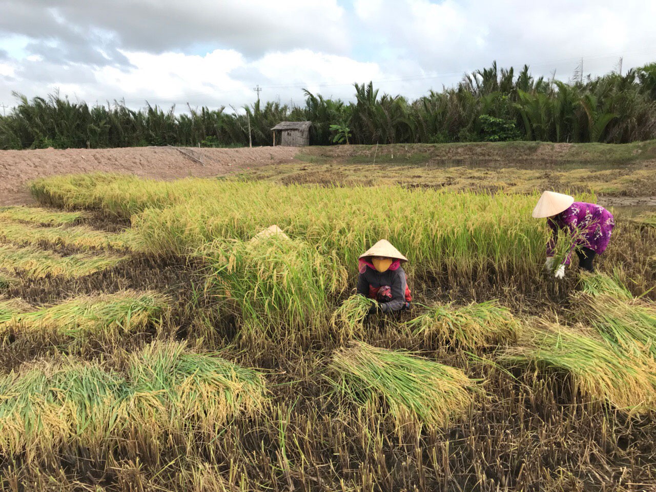 Công ty nông sản hữu cơ vốn 0 đồng kêu gọi thành công 10 tỉ đồng: "Chúng tôi cần người đồng hành"