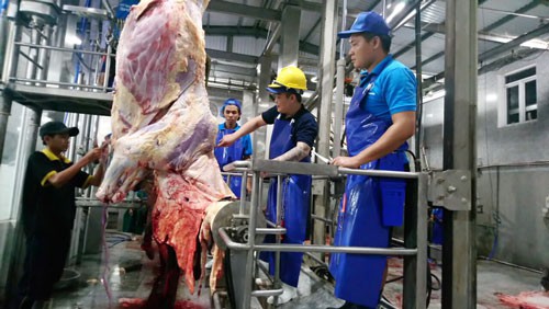 Bò Úc hết thời nuôi sao cũng lãi