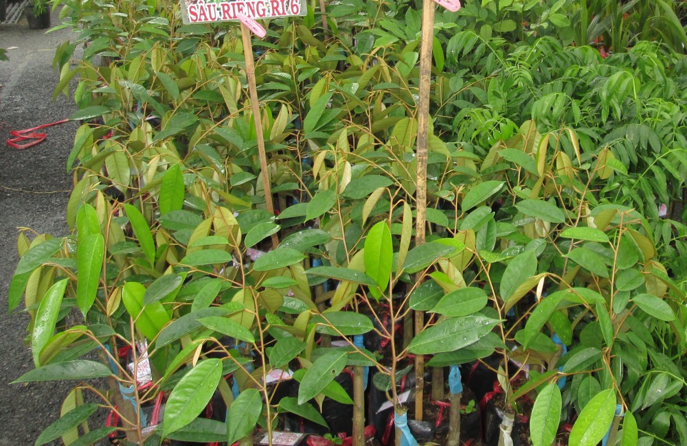 Sầu ri&ecirc;ng si&ecirc;u rẻ ăn trả hột: Lo chất lượng c&acirc;y giống - Ảnh 1.