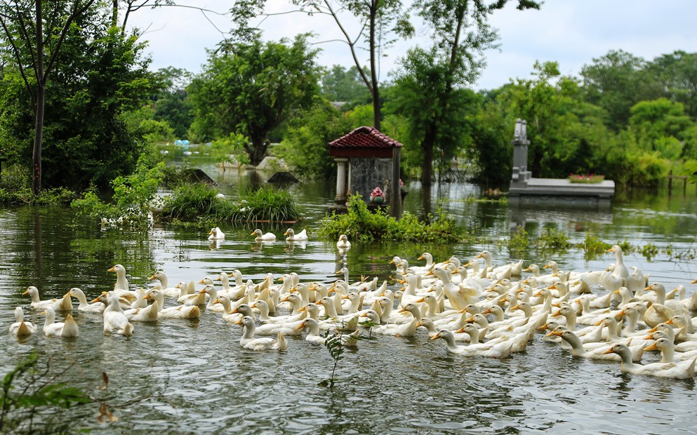 Hà Nội: Cuộc sống đảo lộn nơi người dân phải chèo thuyền trên đường - Ảnh 9.