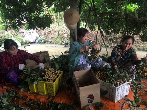TP HCM liên kết ĐBSCL xây chuỗi nông sản