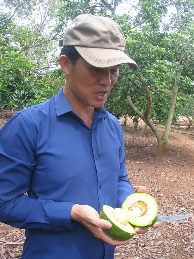 Chuyện lạ về vua bơ Tây Nguyên - Ảnh 1.