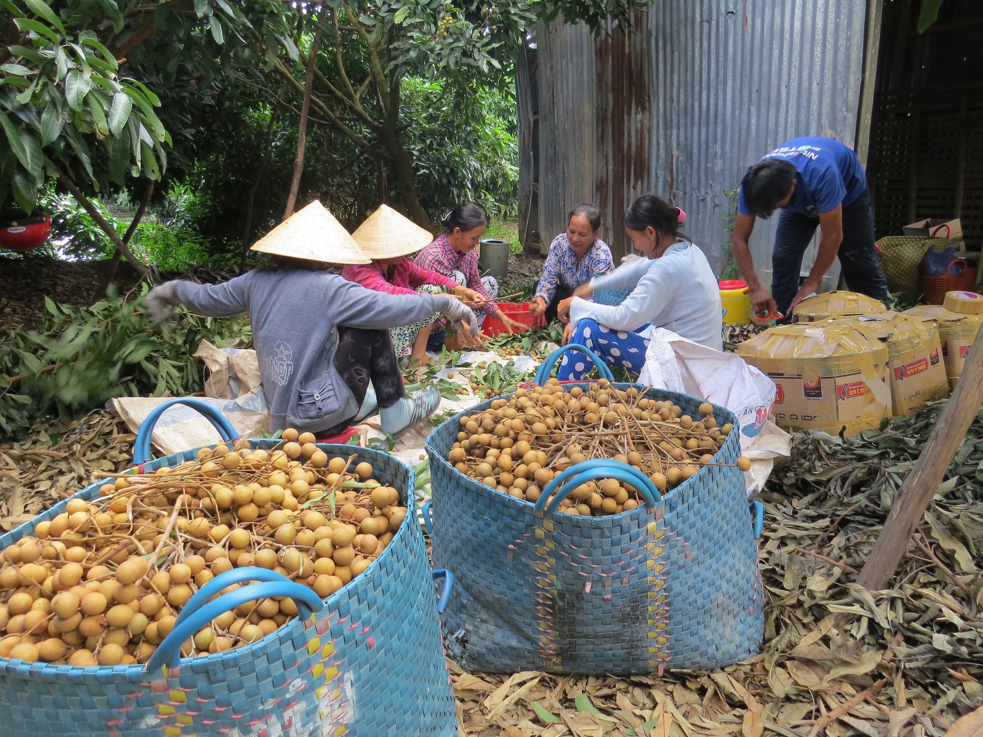 Đồng Tháp đẩy mạnh mô hình hội quán nông dân