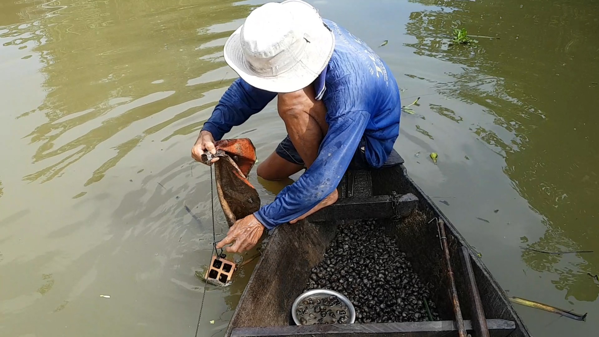 Tuyệt chiêu bắt ốc đắng kiếm tiền triệu mỗi ngày của lão nông miền Tây - Ảnh 2.