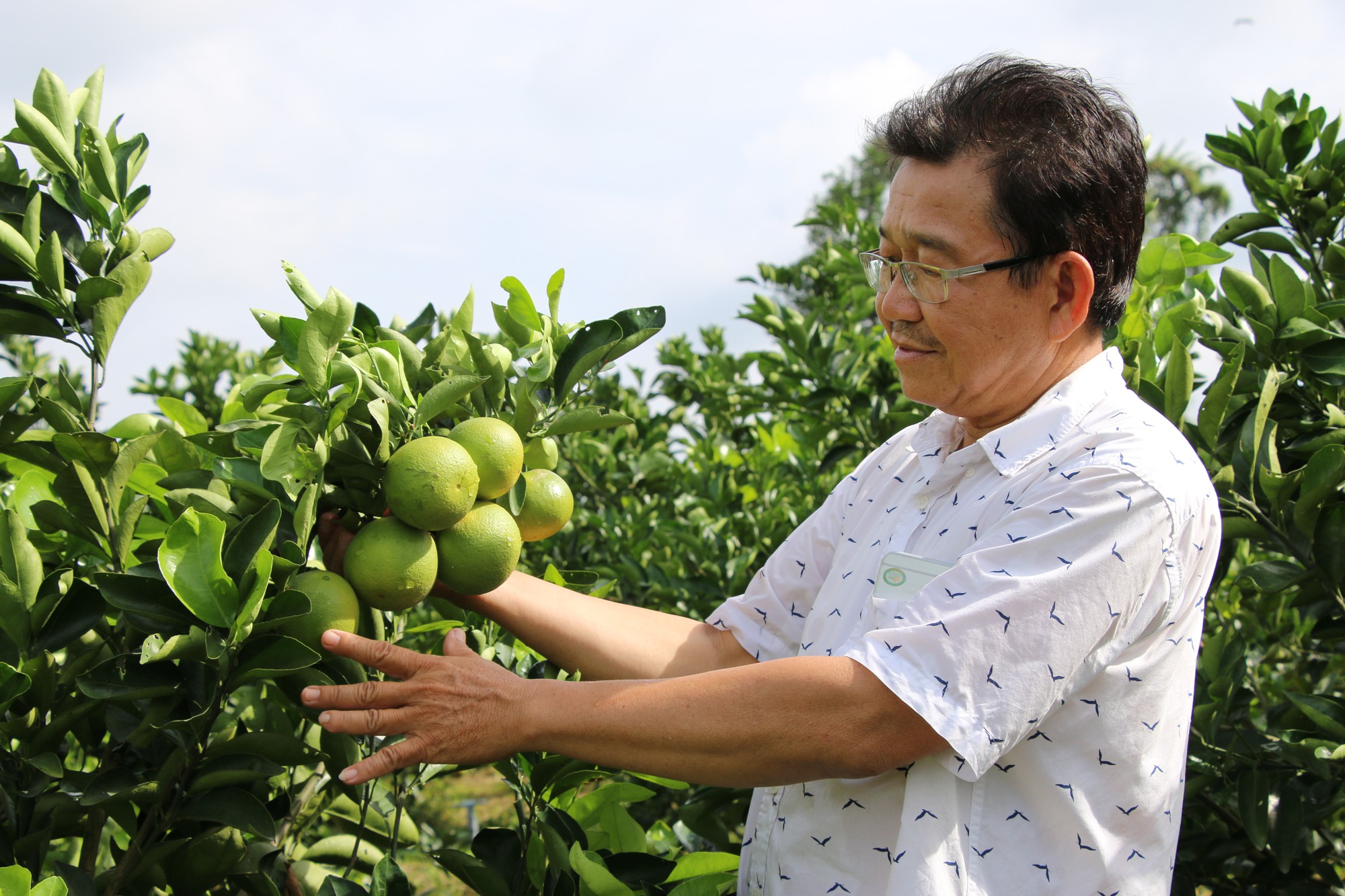 Đồng Tháp chủ động phá thế độc canh cây lúa