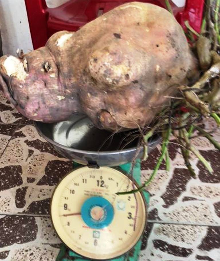 Hốt hoảng khi đ&agrave;o được củ khoai lang khủng nặng 8,5 kg - Ảnh 1.