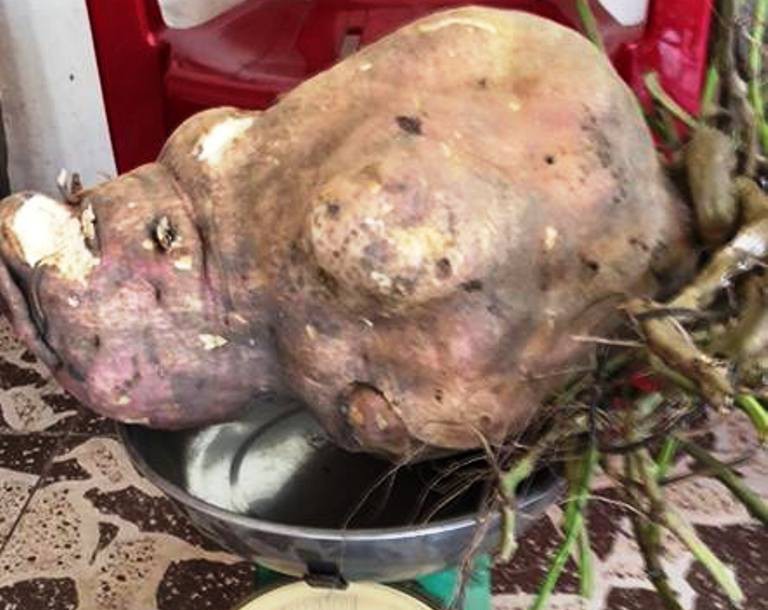 "Hốt hoảng" khi đào được củ khoai lang "khủng" nặng 8,5 kg