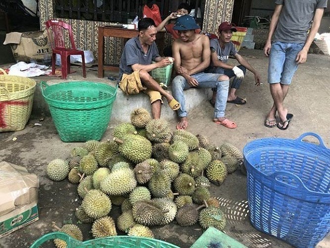 Hạt sầu ri&ecirc;ng gi&aacute; cao hơn quả: Nghi thương l&aacute;i giở tr&ograve;? - Ảnh 1.