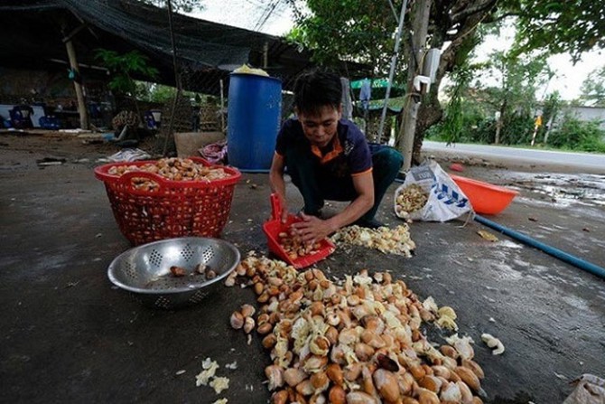 Hạt sầu ri&ecirc;ng gi&aacute; cao hơn quả: Nghi thương l&aacute;i giở tr&ograve;? - Ảnh 3.