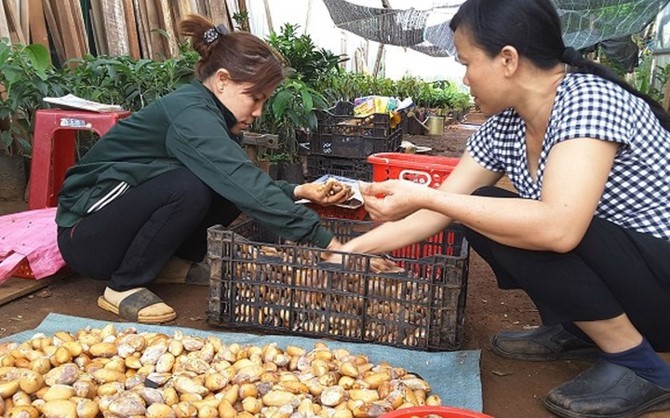 Hạt sầu ri&ecirc;ng gi&aacute; cao hơn quả: Nghi thương l&aacute;i giở tr&ograve;? - Ảnh 7.
