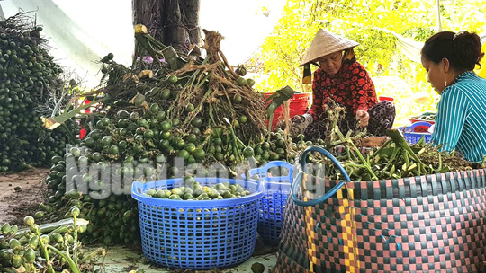 Cần Thơ: Thu mua cau non bán sang Trung Quốc làm kẹo? - Ảnh 6.