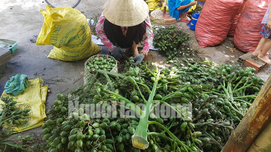 Cần Thơ: Thu mua cau non bán sang Trung Quốc làm kẹo?
