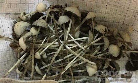 Cảnh b&aacute;o nấm chứa chất ma t&uacute;y cực mạnh vừa xuất hiện ở Việt Nam - Ảnh 1.