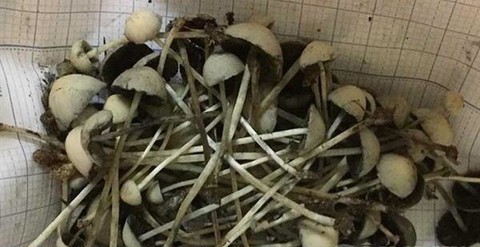 Cảnh báo nấm chứa chất ma túy cực mạnh vừa xuất hiện ở Việt Nam