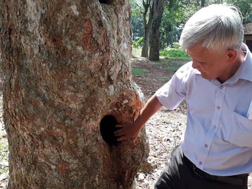 Ký ức cao su trăm tuổi