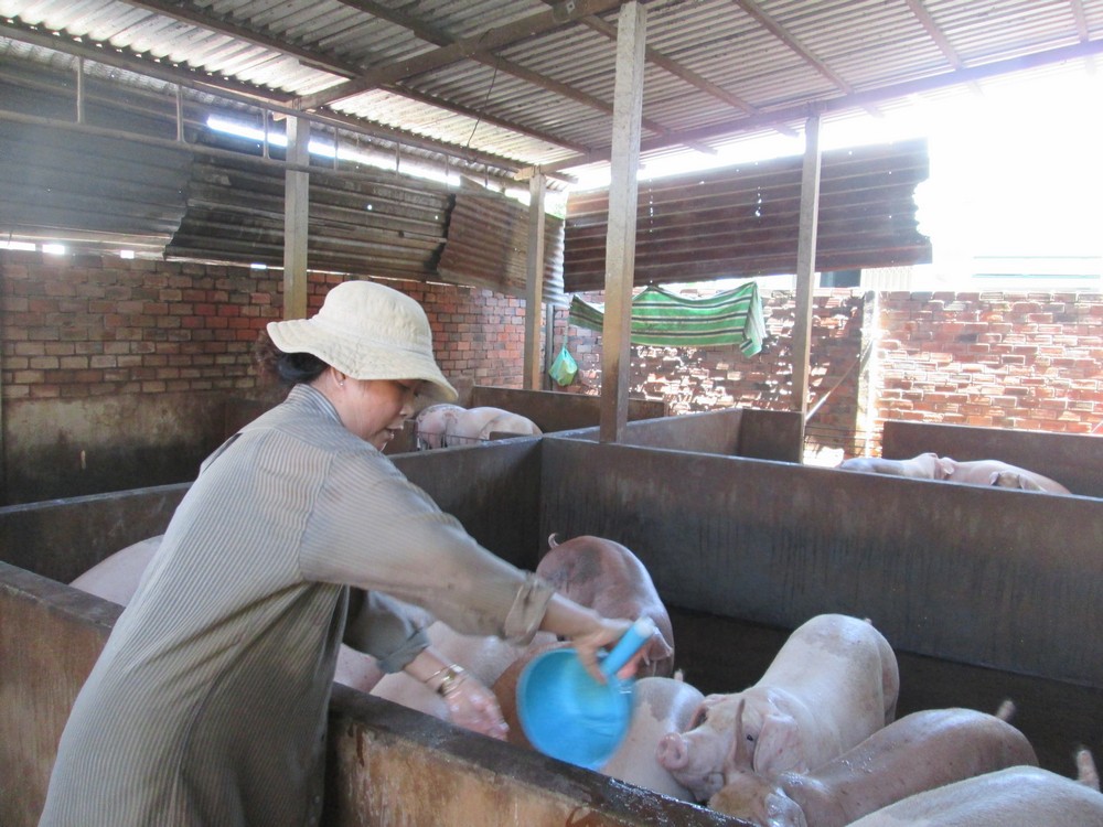 Giá thịt heo tăng cao kỷ lục, gấp đôi thời kỳ "giải cứu"