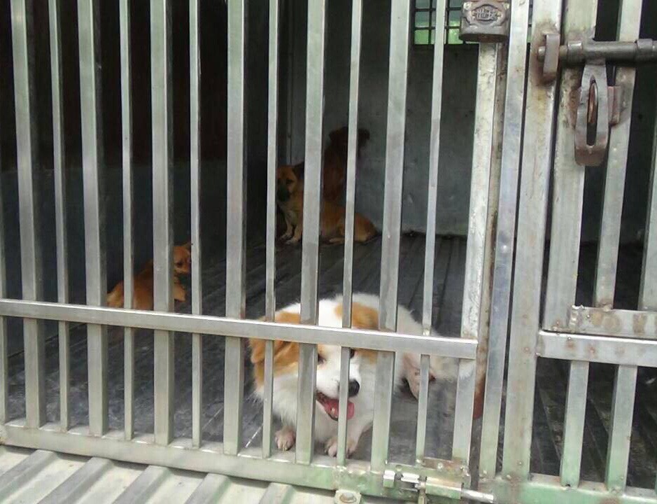 Quận 1 bất ngờ ra quân bắt chó thả rông