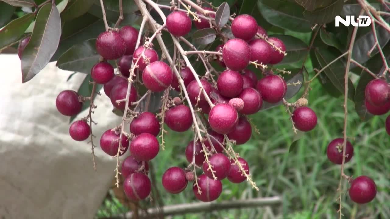 “Cha đẻ” nhãn tím ở miền Tây không bán giống cho người Thái, Trung Quốc