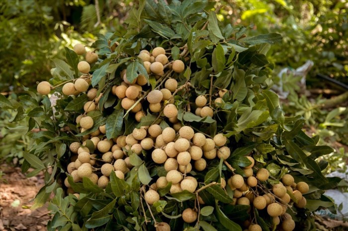 Đến Co.opmart mua nhãn lồng Hưng Yên chính gốc