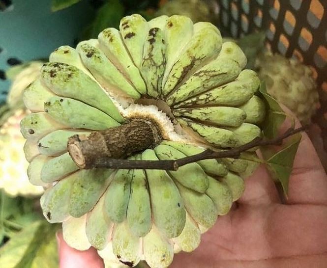 H&agrave;ng thất sủng bỗng th&agrave;nh của hiếm - Ảnh 1.