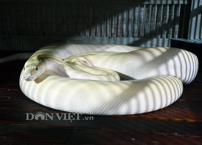 Ổ trăn đột biến đ&aacute;ng sợ ở C&agrave; Mau - Ảnh 1.