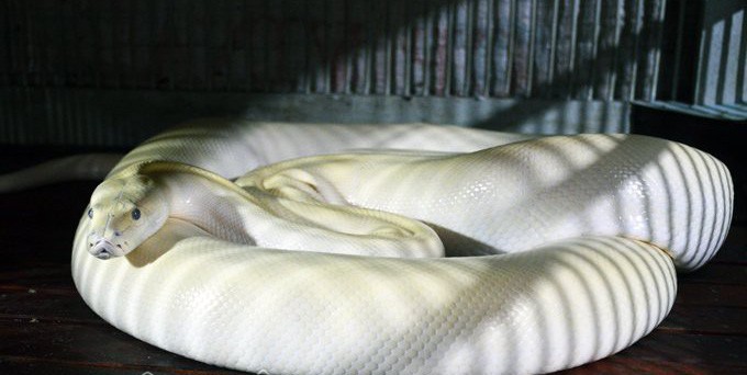 Ổ trăn đột biến đáng sợ ở Cà Mau