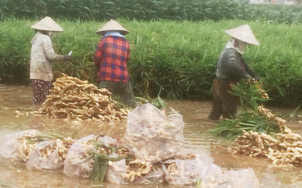 Vựa rau củ lớn nhất miền T&acirc;y bắt đầu chạy lũ - Ảnh 7.